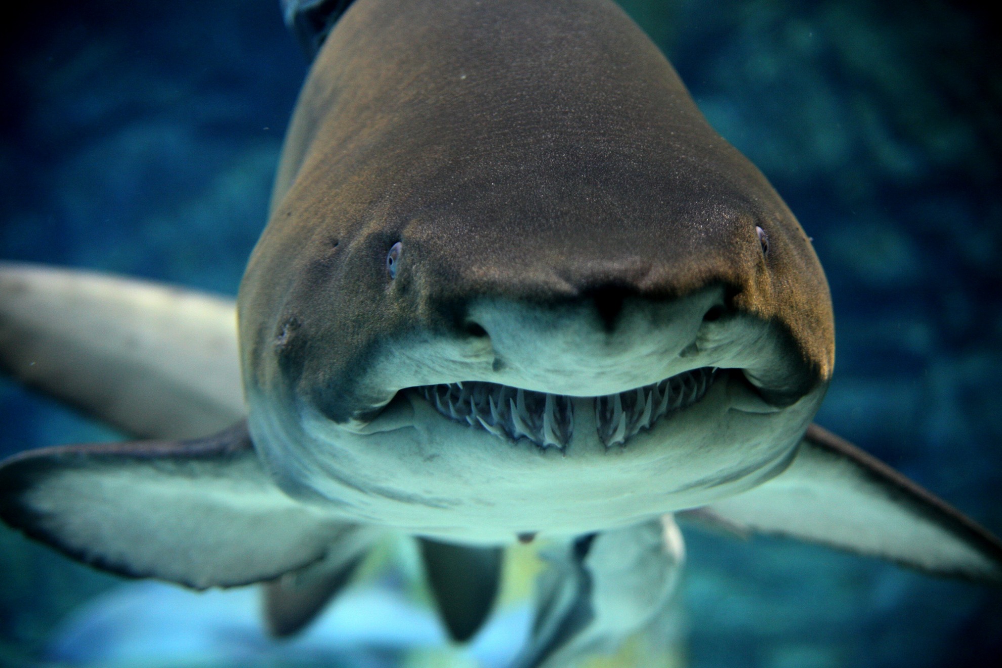 水族馆内游动的鲨鱼高清图片下载-正版图片501198056-摄图网