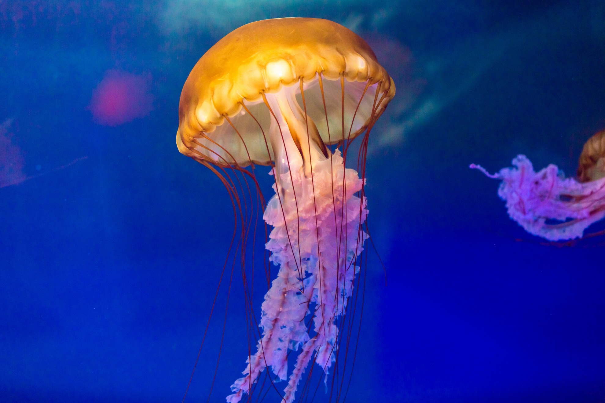 太平洋海刺水母- 海昌探索学院- 海昌海洋公园