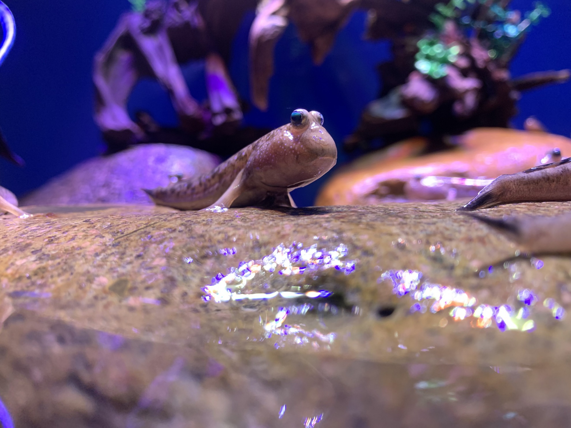 大鳍弹涂鱼 - 海昌探索学院 - 海昌海洋公园