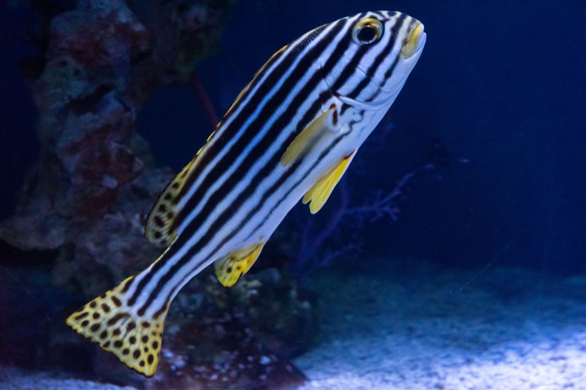 条纹胡椒鲷 - 海昌探索学院 - 海昌海洋公园